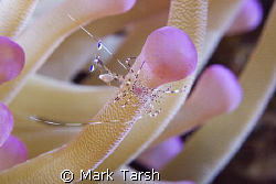 Cleaner Shrimp In Pink Anemone. Nikon D80 with 60mm lense. by Mark Tarsh 